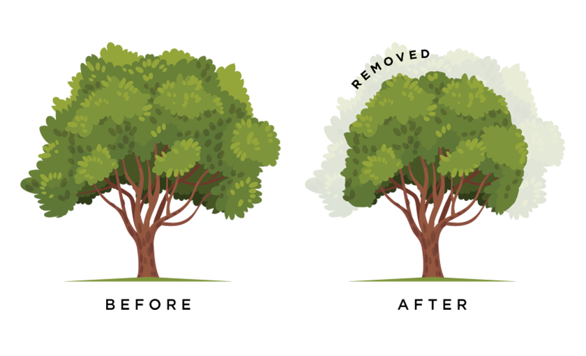 tree-crown-reduction-tree-services-northampton-milton-keynes