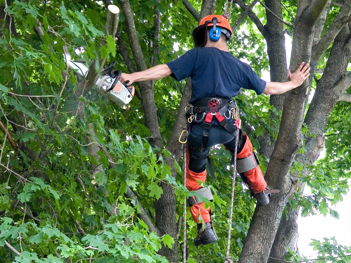 Tree Surgery Northampton and Milton Keynes